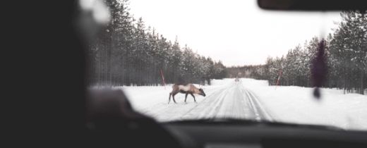 Qu’en est-il de la responsabilité en cas de collision avec un animal ?