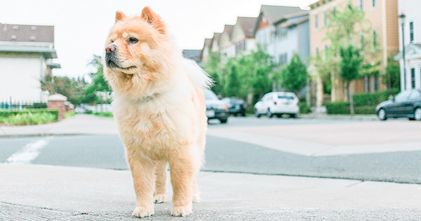 Mon chien a été renversé ! Et maintenant ?